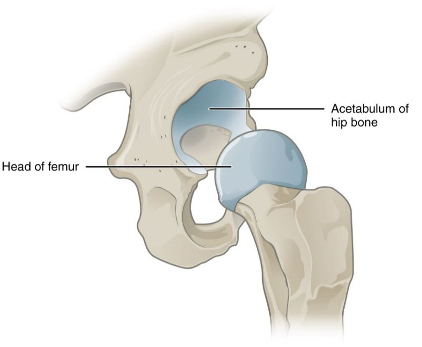 Højde kreativ Mistillid What to Do if your Hip Pops Out of Place - Houston Physicians Hospital