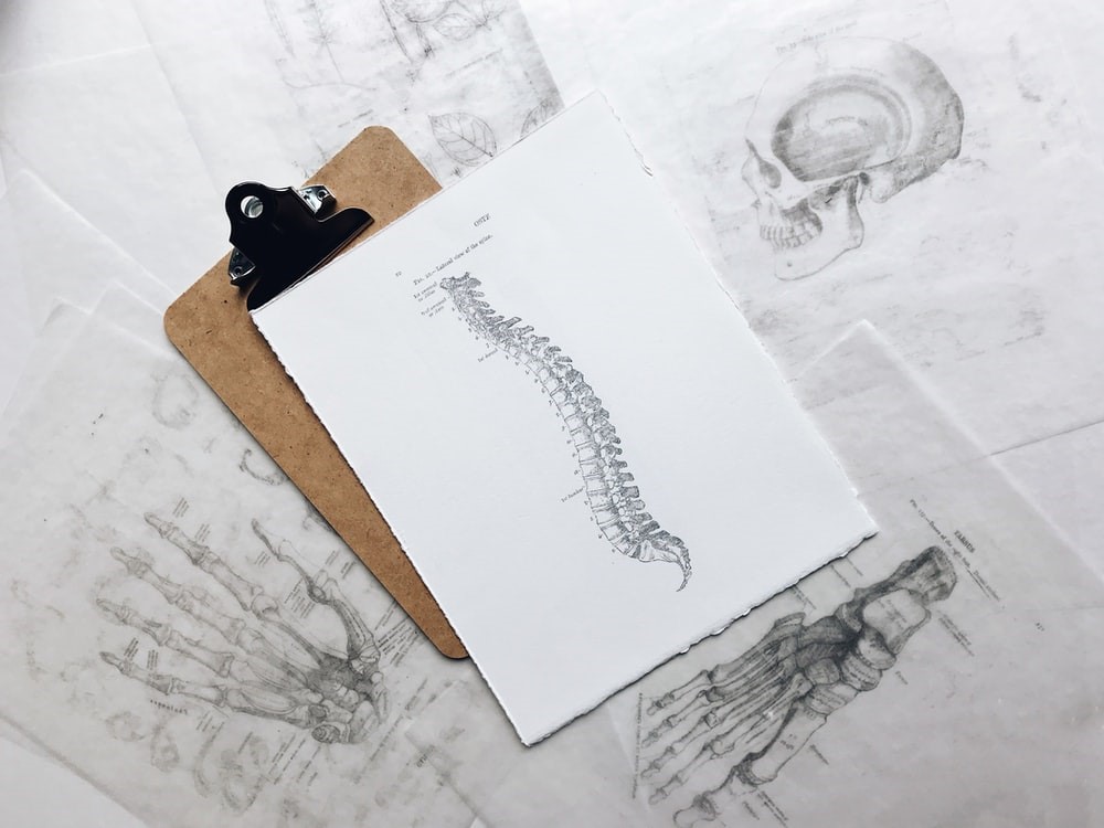 The spinal column drawn on a sheet of paper.