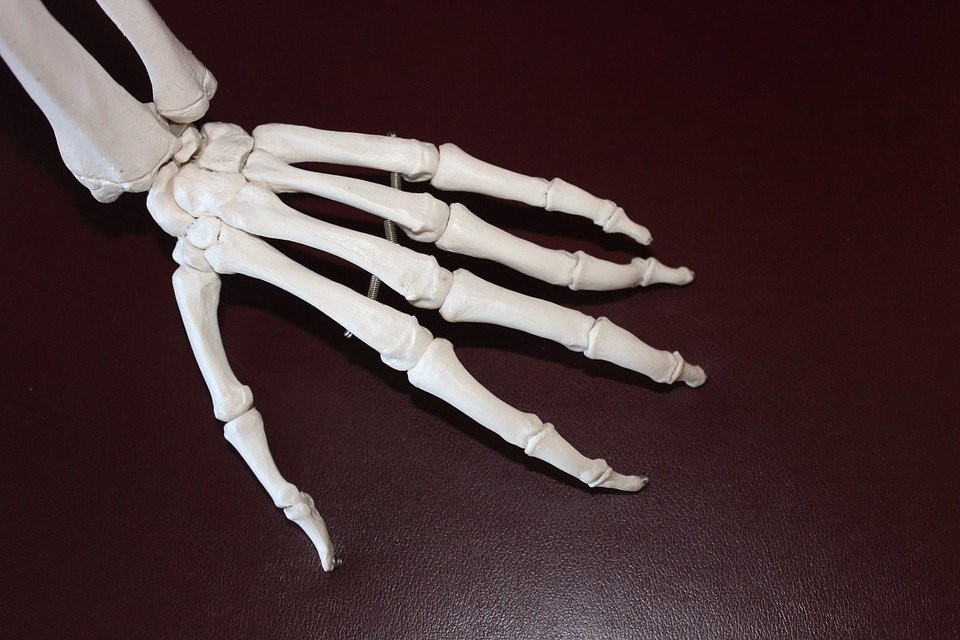 Skeleton of hand