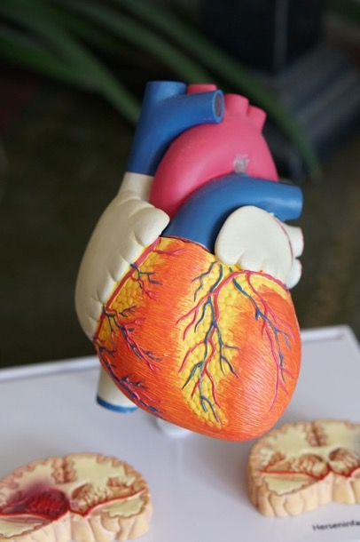 display of a 3D heart model