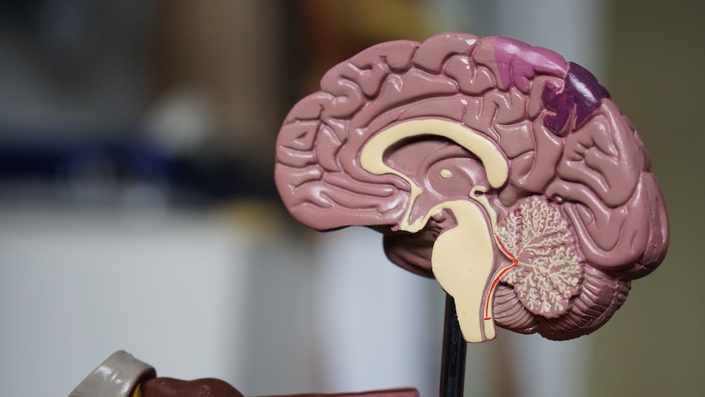 a 3D cross-section model of the brain