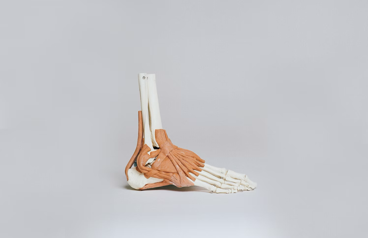 A 3D model of a human foot.