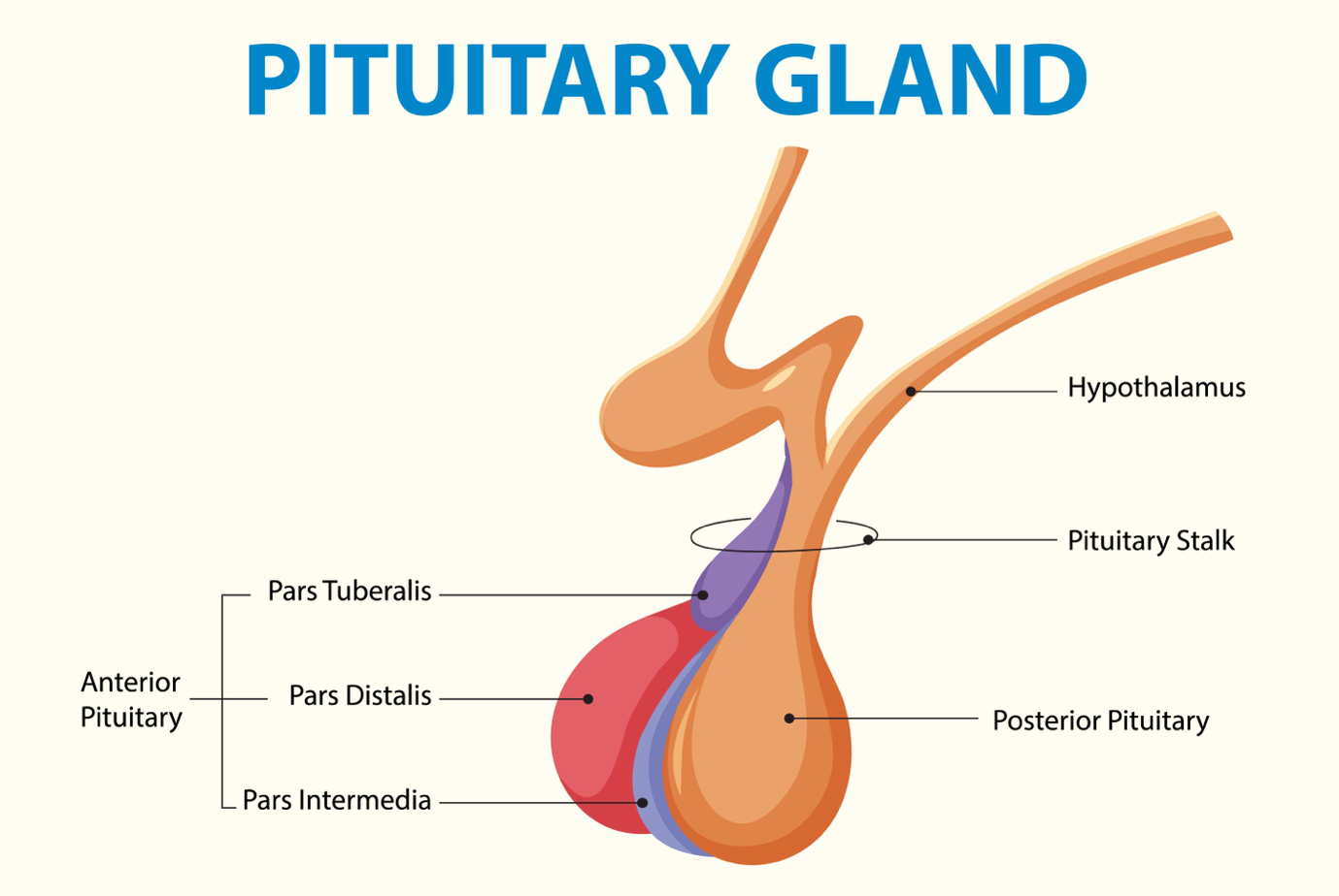 A graphic showing the parts of the pituitary gland.