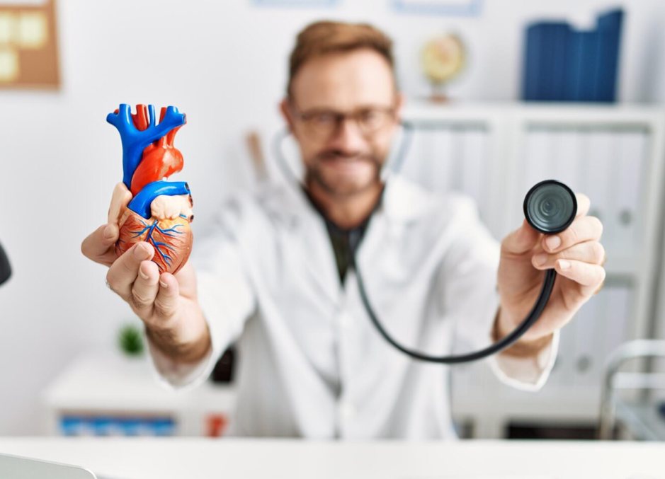 A doctor holding a 3D model of a human heart and a stethoscope.